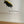 Bumblebeelovesyou — Morning Air (Edition 20/50), 2013