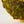 Kiyoshi Kaneshiro — Yellow Dripping Sculptural Bowl