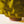 Kiyoshi Kaneshiro — Yellow Dripping Sculptural Bowl